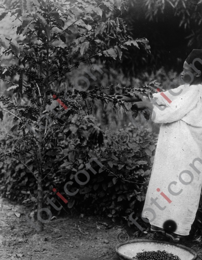 Junge an einer Kaffeepflanze | Boy at a coffee plant - Foto foticon-simon-192-030-sw.jpg | foticon.de - Bilddatenbank für Motive aus Geschichte und Kultur